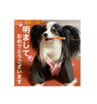 パピヨンのサラ（個別スタンプ：2）