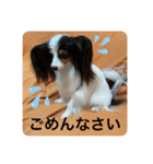 パピヨンのサラ（個別スタンプ：3）