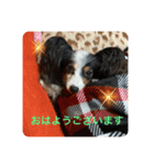 パピヨンのサラ（個別スタンプ：4）