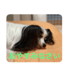 パピヨンのサラ（個別スタンプ：8）