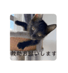 早渕家4（個別スタンプ：16）