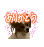 めいちゃんスタンプ第4弾せいやといっしょ（個別スタンプ：11）