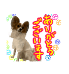めいちゃんスタンプ第4弾せいやといっしょ（個別スタンプ：12）