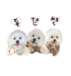 むぎちょこみるく三兄妹♪♪♪（個別スタンプ：1）