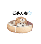 むぎちょこみるく三兄妹♪♪♪（個別スタンプ：34）