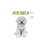 むぎしゃんしゃん②（個別スタンプ：3）