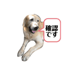 犬スタンプ(犬)（個別スタンプ：3）