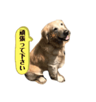 犬スタンプ(犬)（個別スタンプ：6）