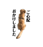 犬スタンプ(犬)（個別スタンプ：7）