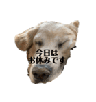 犬スタンプ(犬)（個別スタンプ：12）