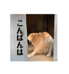 犬スタンプ(犬)（個別スタンプ：19）