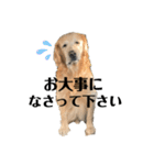 犬スタンプ(犬)（個別スタンプ：20）