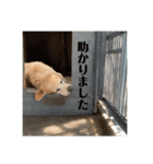 犬スタンプ(犬)（個別スタンプ：29）