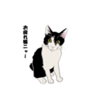 猫サスケ-2（個別スタンプ：1）