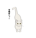 猫サスケ-2（個別スタンプ：2）