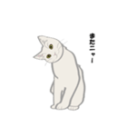 猫サスケ-2（個別スタンプ：3）