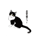 猫サスケ-2（個別スタンプ：4）