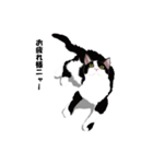 猫サスケ-2（個別スタンプ：7）