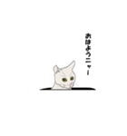 猫サスケ-2（個別スタンプ：8）