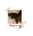 herme's dairy 3（個別スタンプ：6）