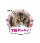 herme's dairy 3（個別スタンプ：15）