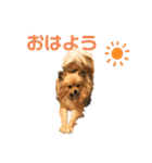 【犬】ゆりの日常（～1歳）（個別スタンプ：5）