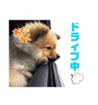 【犬】ゆりの日常（～1歳）（個別スタンプ：17）