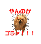 【犬】ゆりの日常（～1歳）（個別スタンプ：25）