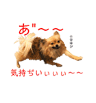 【犬】ゆりの日常（～1歳）（個別スタンプ：26）