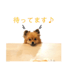 【犬】ゆりの日常（～1歳）（個別スタンプ：28）