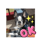 GO☆GOヨウちゃん！！（個別スタンプ：23）