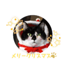 ねこ大好き〜オペラ2（個別スタンプ：2）