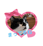 ねこ大好き〜オペラ2（個別スタンプ：11）