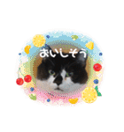 ねこ大好き〜オペラ2（個別スタンプ：16）