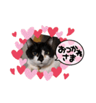 ねこ大好き〜オペラ2（個別スタンプ：22）