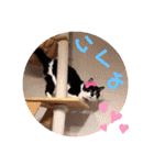 ねこ大好き〜オペラ2（個別スタンプ：25）