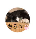 ねこ大好き〜オペラ2（個別スタンプ：26）