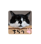ねこ大好き〜オペラ2（個別スタンプ：27）