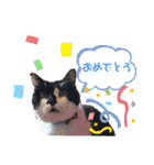 ねこ大好き〜オペラ2（個別スタンプ：29）