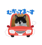ねこ大好き〜オペラ2（個別スタンプ：36）