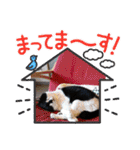 ねこ大好き〜オペラ2（個別スタンプ：37）