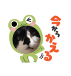 ねこ大好き〜オペラ2（個別スタンプ：38）