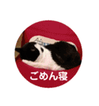ねこ大好き〜オペラ2（個別スタンプ：40）