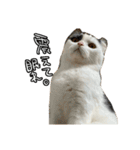 おちゃましうしはうす2（個別スタンプ：1）