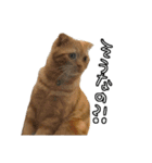 おちゃましうしはうす2（個別スタンプ：11）