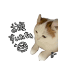 おちゃましうしはうす2（個別スタンプ：12）