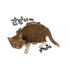 おちゃましうしはうす2（個別スタンプ：14）