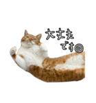 おちゃましうしはうす2（個別スタンプ：37）