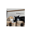 うちのバロンさん4（個別スタンプ：7）