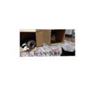 うちのバロンさん4（個別スタンプ：12）